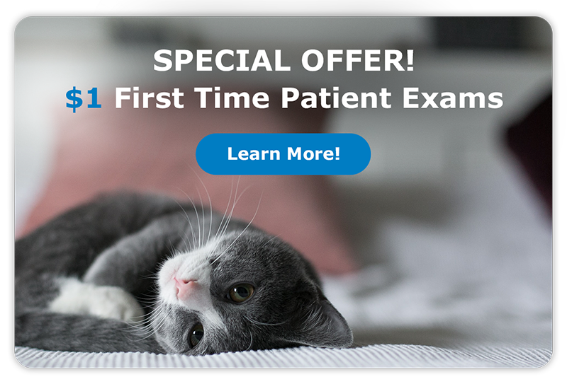 Special Offer! $1 First Time Patient Exams