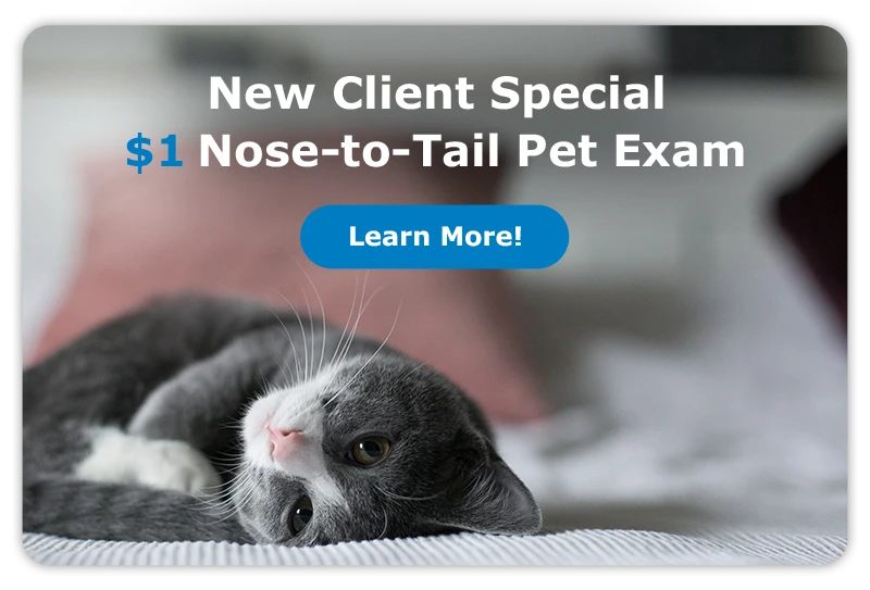 Special Offer! $1 Nose-to-Tail Pet Exam