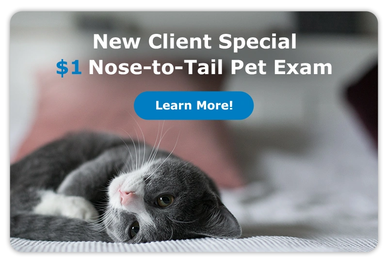 Special Offer! $1 Nose-to-Tail Pet Exam