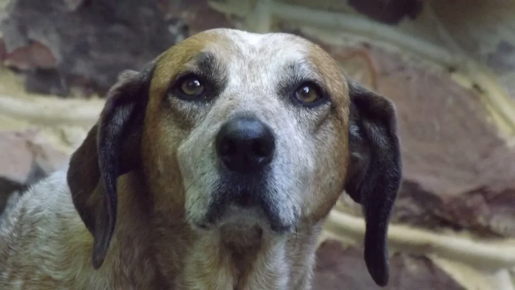 Entertaining an Older Dog